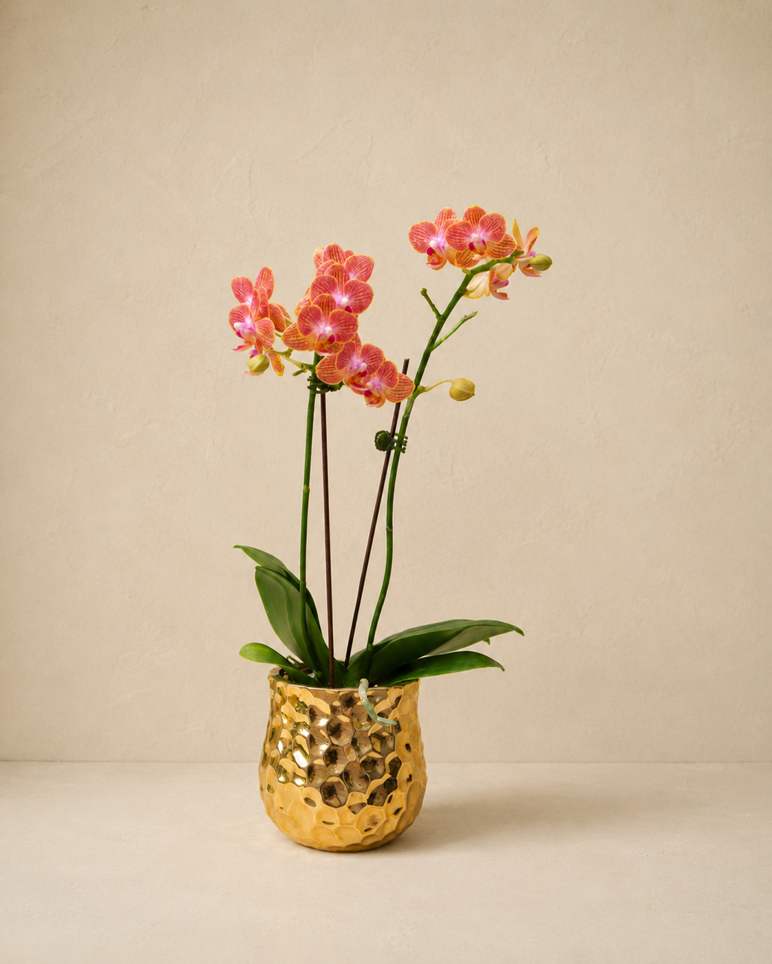 Baby Orchid
