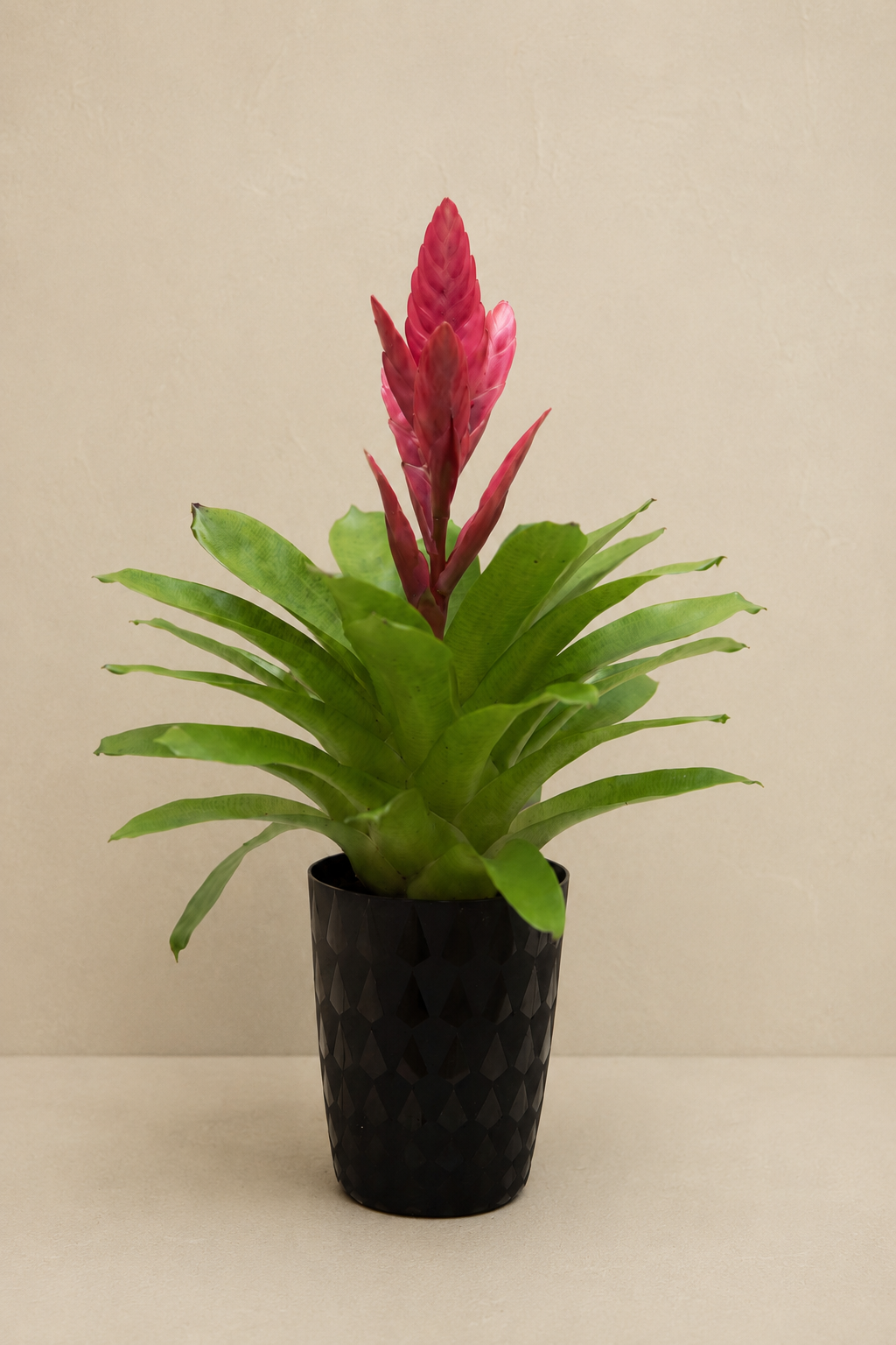 Bromelia Plant