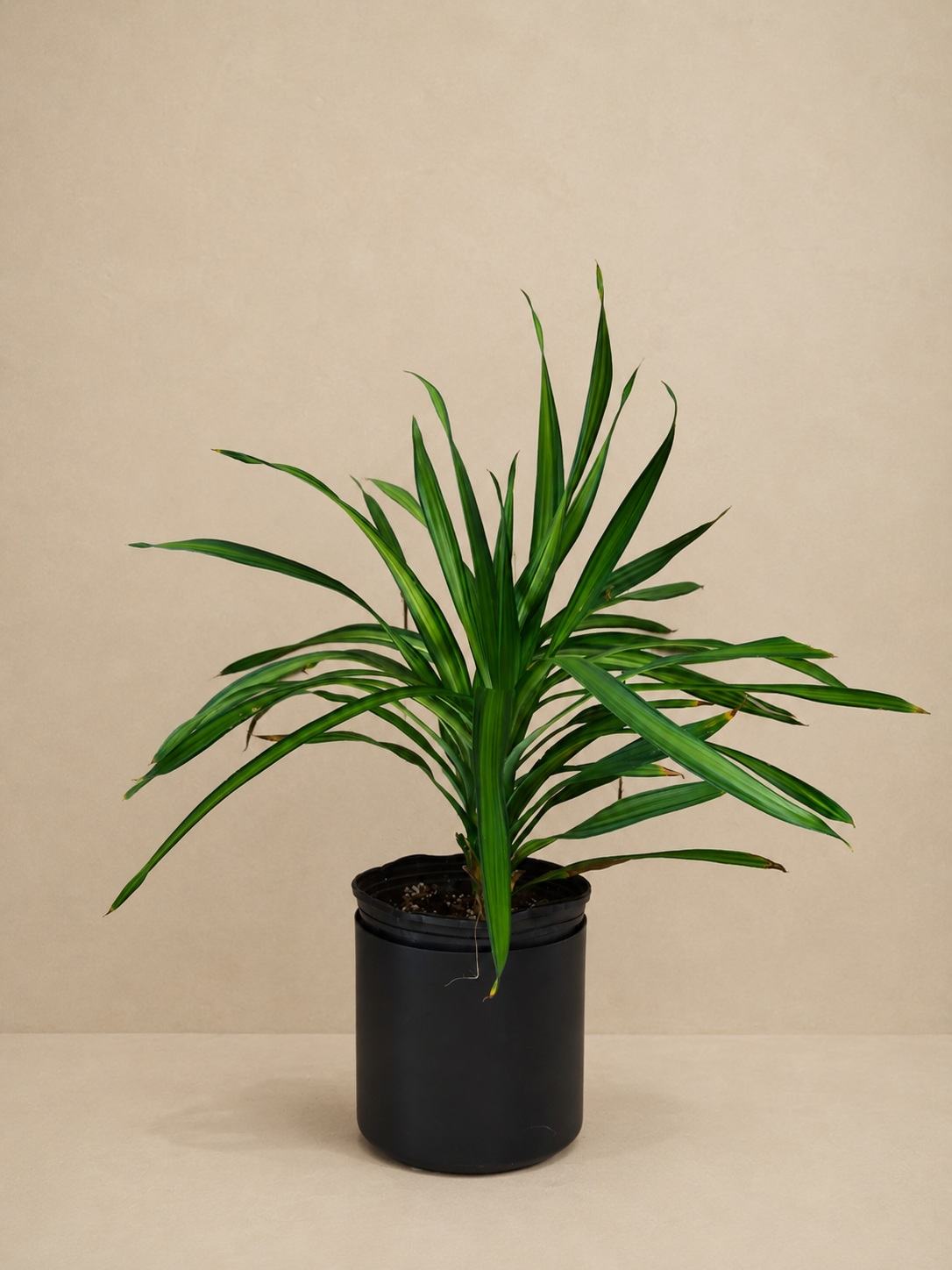 Dracaena Plant