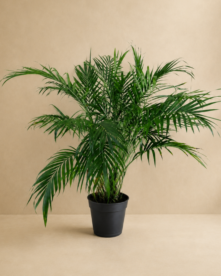 Palm Plant