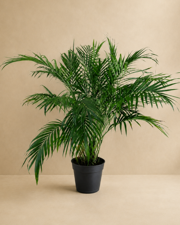 Palm Plant