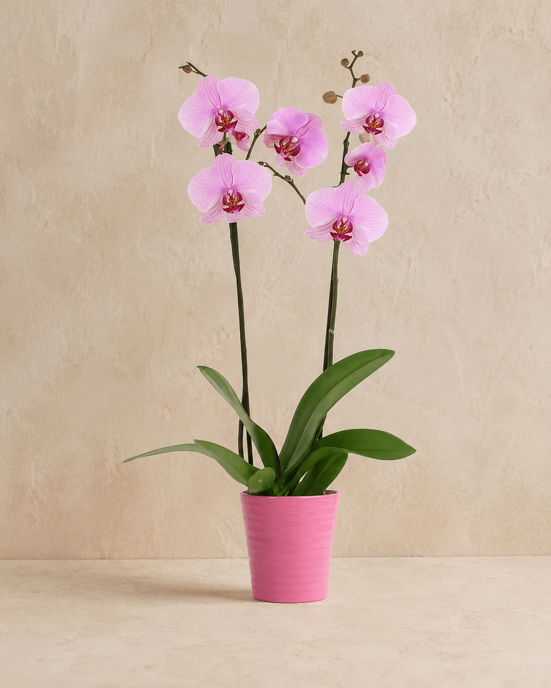 Pink & Purple Phalaenopsis Orchid - Miya Fleuriste - samedaydelivery