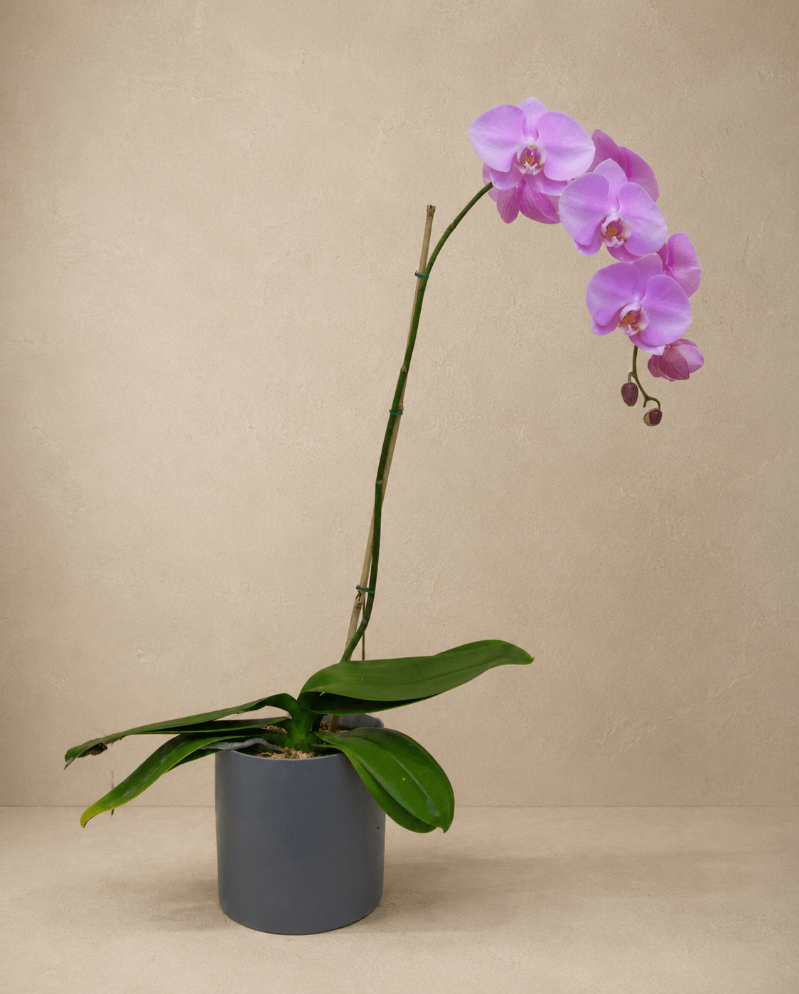 Purple Orchid - Miya Fleuriste - samedaydelivery