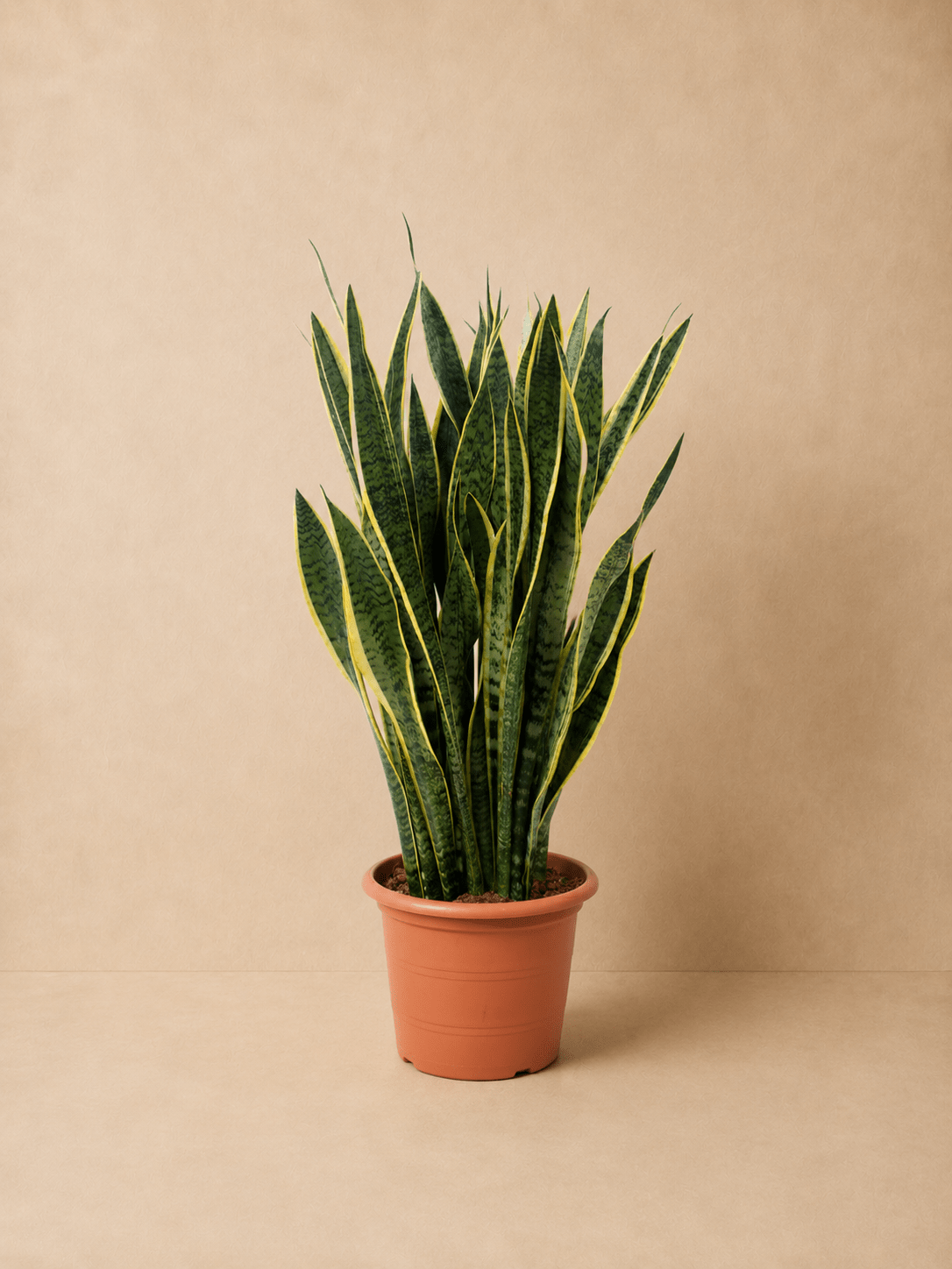 Sansevieria Plant - Miya Fleuriste - samedaydelivery