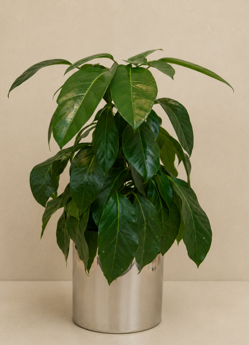 Schefflera Plant