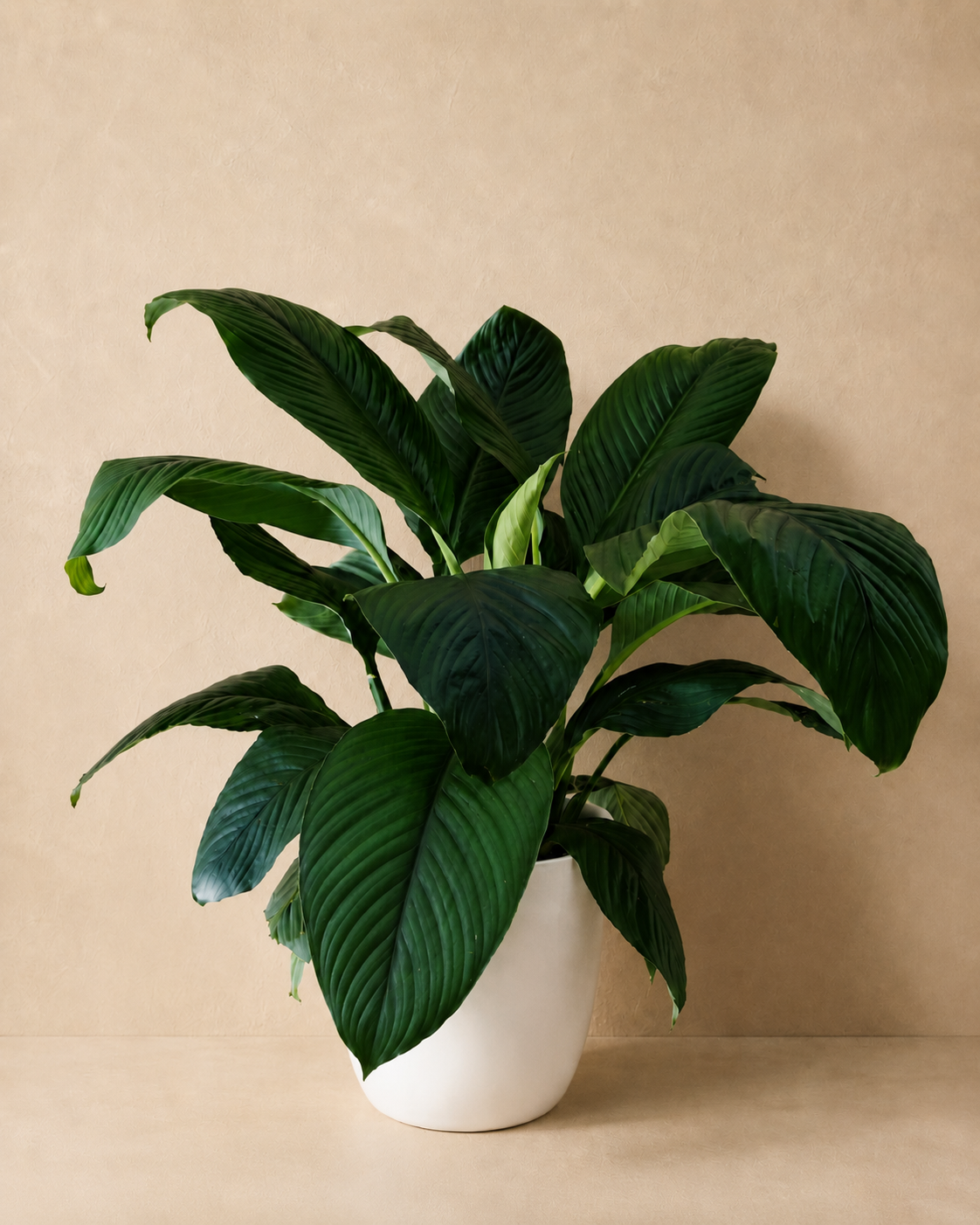 Spathiphyllum Peace Lily
