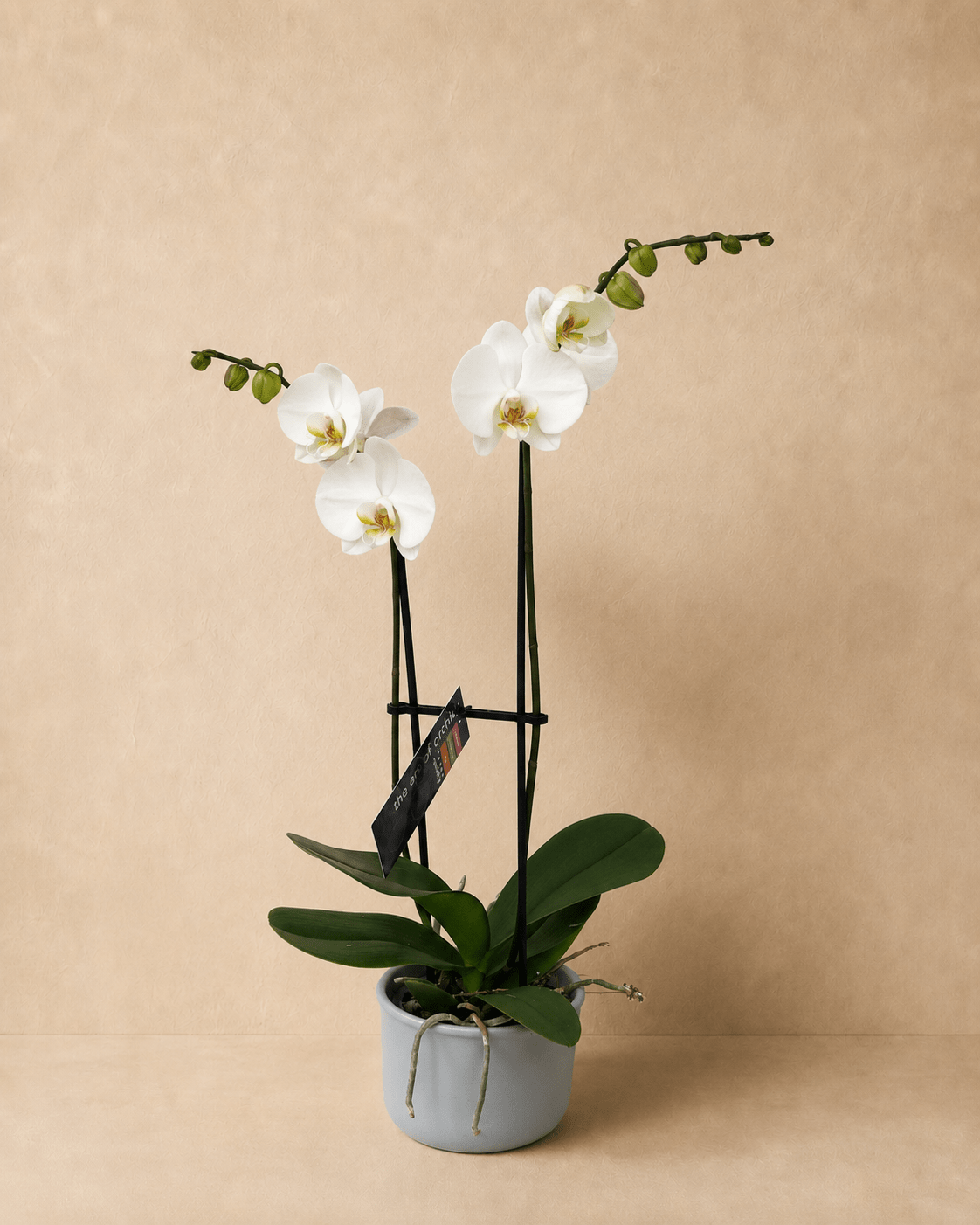 White Phalaenopsis Orchid - Miya Fleuriste - samedaydelivery