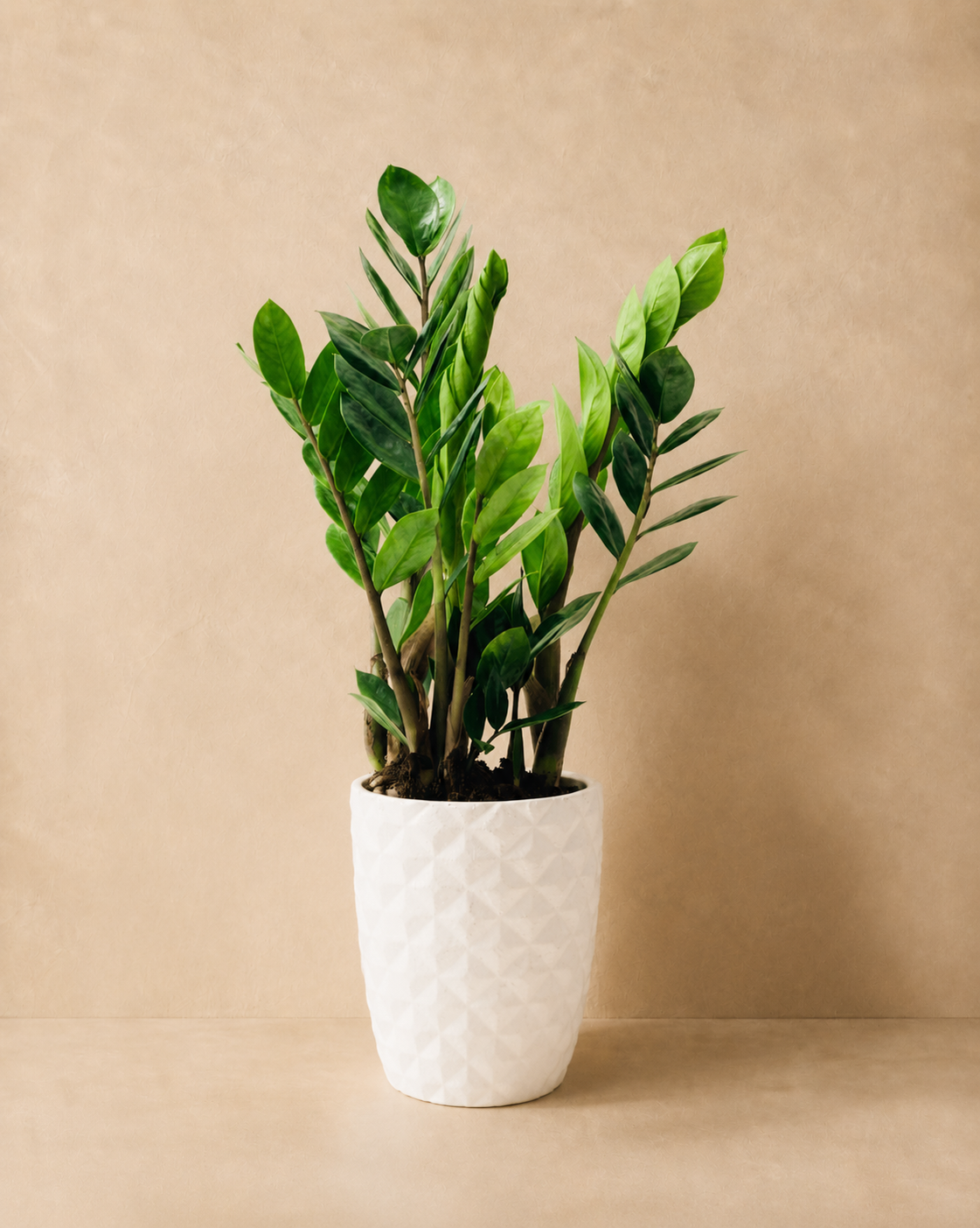 ZZ Plant / Zamioculcas