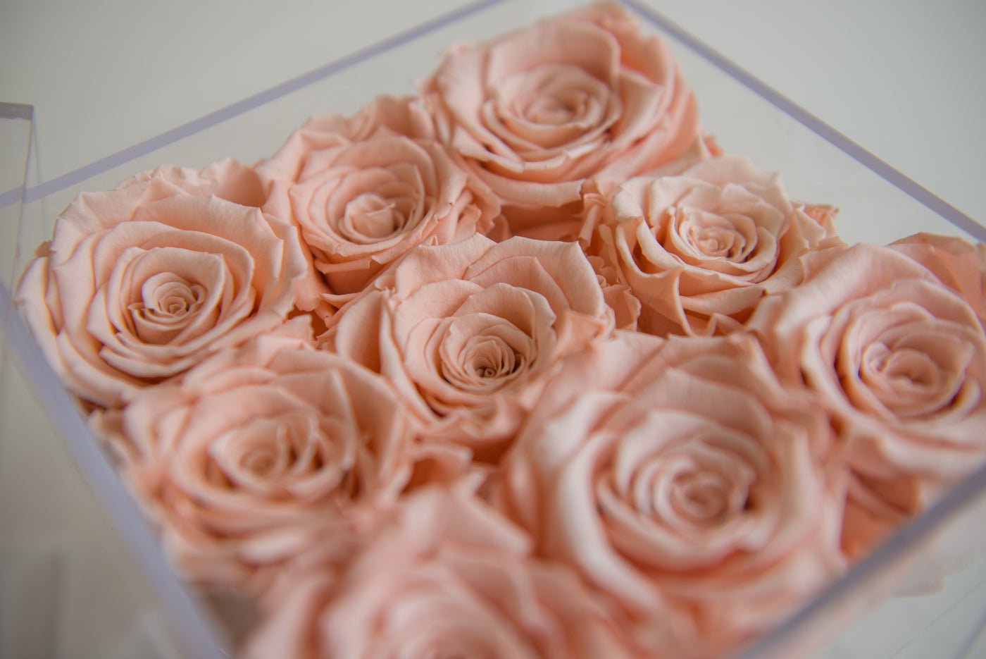 9 Forever Roses Acrylic Box - Miya Fleuriste - samedaydelivery